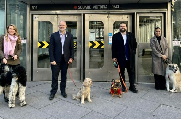 dogs STM